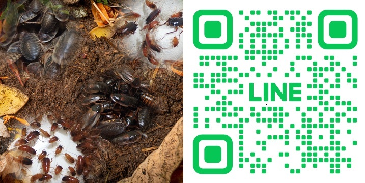 1200x1200-1-2 1200x1200-1-2